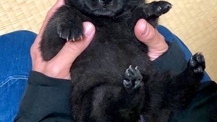 両手で包めるほど小さかった赤ちゃん犬→1年後…とてつもなくカッコいい『成長した光景』に10万いいね「イケメンすぎる」「子グマから狼に」(ブログ)