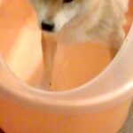 濡れるのが大嫌いな犬をシャンプーした結果→『暴れるかな』と思いきや…『予想外な光景』に反響「表情がなんともいえないｗ」「すごく偉い」(ブログ)