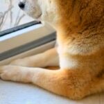 『半年ぶりに、孫が来るよ』と犬に伝えた結果→30分以上も窓から離れなくなり…尊すぎる『再会の瞬間』が32万再生「涙出た」「嬉しさ伝わる」(ブログ)