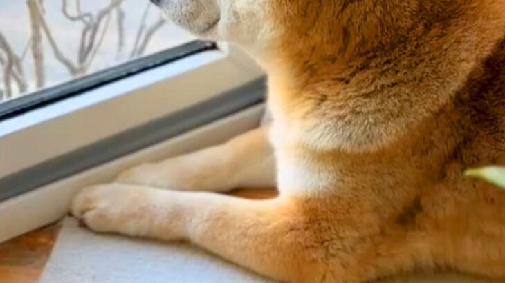 『半年ぶりに、孫が来るよ』と犬に伝えた結果→30分以上も窓から離れなくなり…尊すぎる『再会の瞬間』が32万再生「涙出た」「嬉しさ伝わる」(ブログ)