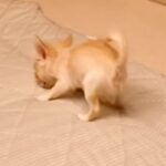 極小赤ちゃん犬が『お布団』の上に乗ったら→嬉しくなりすぎて…テンションMAXな『愛おしい光景』が18万再生「天使」「ぽてっとなるの尊い」(ブログ)