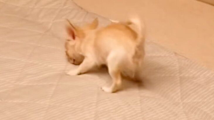 極小赤ちゃん犬が『お布団』の上に乗ったら→嬉しくなりすぎて…テンションMAXな『愛おしい光景』が18万再生「天使」「ぽてっとなるの尊い」(ブログ)