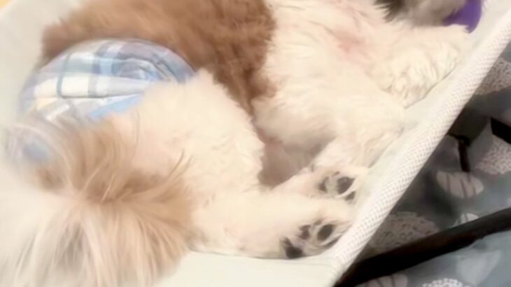 赤ちゃんのバウンサーを犬に使わせてみた結果→『嫌がるかな』と思ったら…バブみが強い『まさかの表情』が43万再生「顔たまらん」「天使バブ」(ブログ)