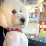 車の助手席に乗る大型犬→なぜか通行人にチラチラ見られて…思わず二度見する『まさかの座り方』に反響「オヤジで草」「笑ってしまったｗｗ」(ブログ)