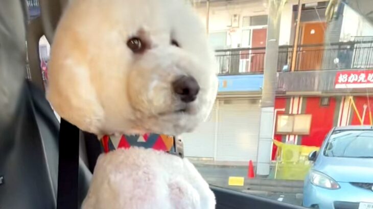 車の助手席に乗る大型犬→なぜか通行人にチラチラ見られて…思わず二度見する『まさかの座り方』に反響「オヤジで草」「笑ってしまったｗｗ」(ブログ)