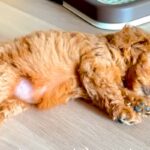 親犬の体重が3キロの赤ちゃん犬→『小柄に育つのかな』と思っていたら…予想を超える『現在の成長』が59万再生「愛の大きさ」「安定感すごい」(ブログ)