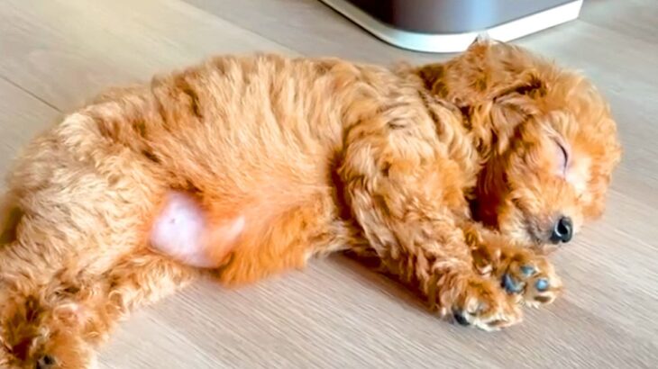 親犬の体重が3キロの赤ちゃん犬→『小柄に育つのかな』と思っていたら…予想を超える『現在の成長』が59万再生「愛の大きさ」「安定感すごい」(ブログ)