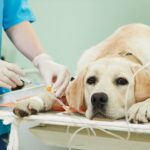 「持病があるけど手術できる？」病気別リスクと安全対策について飼い主が知るべきこと【獣医師執筆】(ブログ)