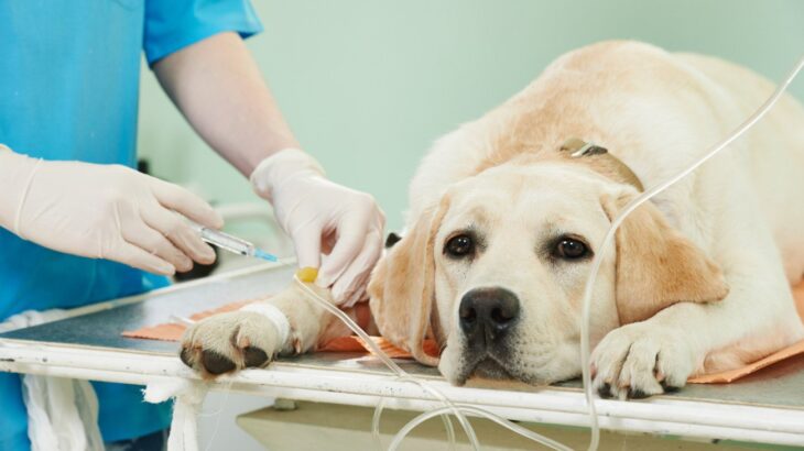 「持病があるけど手術できる？」病気別リスクと安全対策について飼い主が知るべきこと【獣医師執筆】(ブログ)