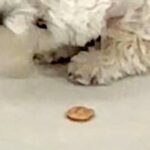 初めて見るモノを、必ず『敵対視』する犬→睨みをきかせて…躍動感がハンパない『メンチを切る光景』に4万いいね「角度がｗ」「クセ強すぎて草」(ブログ)