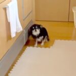 『入ってはいけない場所』を教わった犬→家族がそこにいると、ダメと思いつつも…まさかの光景が90万再生「制御できてなくて草」「涙出たｗ」(ブログ)