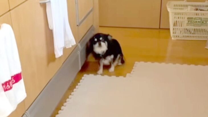 『入ってはいけない場所』を教わった犬→家族がそこにいると、ダメと思いつつも…まさかの光景が90万再生「制御できてなくて草」「涙出たｗ」(ブログ)