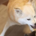 犬がご飯に対して『興奮』しているときのタブー行為５選　飼い主がやってはいけない絶対NG行動とは？(ブログ)