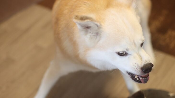 犬がご飯に対して『興奮』しているときのタブー行為５選　飼い主がやってはいけない絶対NG行動とは？(ブログ)