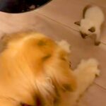仕事終わり、捨てられていた『極小子猫』を発見→保護後に大型犬と会わせた結果…尊すぎる『初対面』に反響「優しい世界」「戸惑ってて可愛い」(ブログ)