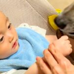 赤ちゃんを『保護犬のおやつ係をさせた』結果→上手に食べさせた、次の瞬間…あまりにも尊い光景に反響「笑顔がたまらん」「仲良しになった」(ブログ)