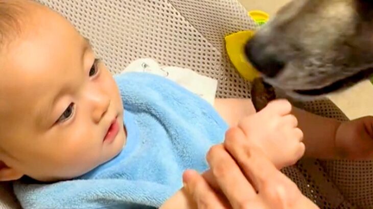 赤ちゃんを『保護犬のおやつ係をさせた』結果→上手に食べさせた、次の瞬間…あまりにも尊い光景に反響「笑顔がたまらん」「仲良しになった」(ブログ)