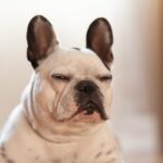 犬が『飽きた』と言っているサイン3つ　退屈しているときの仕草や行動、満足させる方法まで(ブログ)