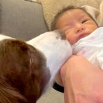 妊娠中、ずっと寄り添い続けてくれた犬→出産後『赤ちゃんと初めて会った』結果…涙が出るほど素敵な物語が41万再生「心が温まる」「頼もしい」(ブログ)