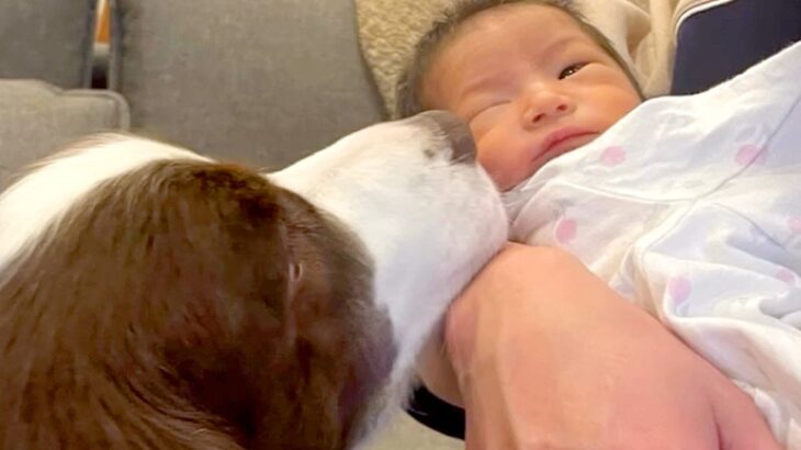 妊娠中、ずっと寄り添い続けてくれた犬→出産後『赤ちゃんと初めて会った』結果…涙が出るほど素敵な物語が41万再生「心が温まる」「頼もしい」(ブログ)