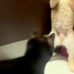 2匹の赤ちゃん犬が『喧嘩をした』結果→1匹が完全に追い詰められて…まさかの『二本足での応戦』に反響「くっそ可愛いｗｗ」「たまらない」(ブログ)
