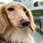 犬の『鼻水』注意すべき状態5つ　今すぐに病院へ行くべき症状や考えられる病気まで(ブログ)
