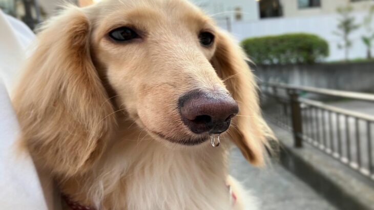 犬の『鼻水』注意すべき状態5つ　今すぐに病院へ行くべき症状や考えられる病気まで(ブログ)