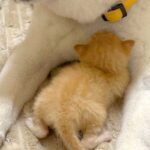 急遽、子猫を引き取ることに→『家にいる犬が受け入れてくれるかな』と心配していたら…あまりにも尊い光景に反響「可愛くて無理」「親子みたい」(ブログ)