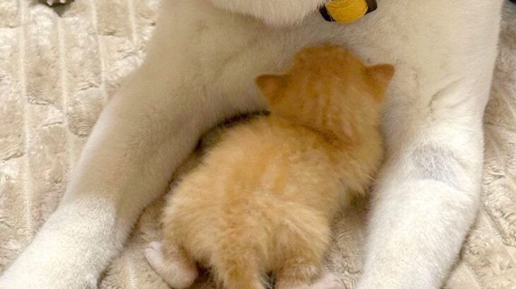 急遽、子猫を引き取ることに→『家にいる犬が受け入れてくれるかな』と心配していたら…あまりにも尊い光景に反響「可愛くて無理」「親子みたい」(ブログ)