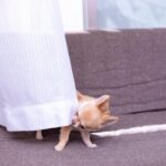 犬も人間のように『悪知恵』を働かせることはある？賢すぎるがゆえの注意点まで解説(ブログ)