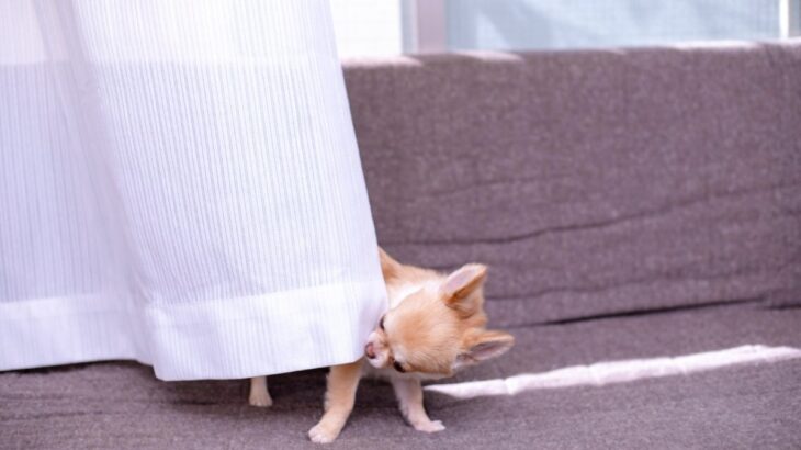犬も人間のように『悪知恵』を働かせることはある？賢すぎるがゆえの注意点まで解説(ブログ)