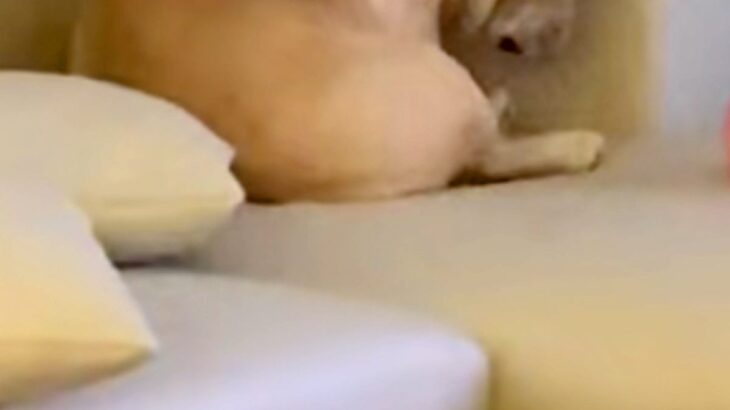 泣いている最中、ふと犬を見てみたら→『悲しい気持ち』になってしまったようで…涙も止まる『まさかの光景』が252万再生「一心同体」「愛情」(ブログ)