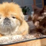 おじいちゃん犬とおじいちゃん猫が、仲良く日向ぼっこをして…おしどり夫婦のような『尊すぎる光景』に反響「癒しの時間」「空気感好きすぎる」(ブログ)