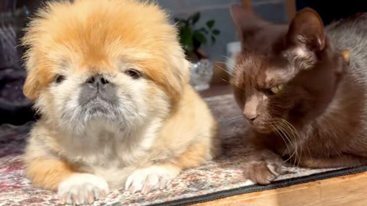 おじいちゃん犬とおじいちゃん猫が、仲良く日向ぼっこをして…おしどり夫婦のような『尊すぎる光景』に反響「癒しの時間」「空気感好きすぎる」(ブログ)
