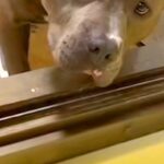 お風呂場におもちゃを入れてしまった犬→なぜか自分で動かずに…人間味がすごい『訴えの表情』が228万再生「表情豊かｗ」「めっちゃ伝わった」(ブログ)