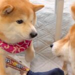 弟犬にパンチされたワンコ→『兄犬がやった』と勘違いし、ブチギレて…『コントのような光景』に爆笑「めっちゃ怒ってて草」「とばっちりｗｗ」(ブログ)