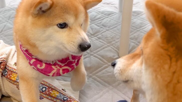 弟犬にパンチされたワンコ→『兄犬がやった』と勘違いし、ブチギレて…『コントのような光景』に爆笑「めっちゃ怒ってて草」「とばっちりｗｗ」(ブログ)