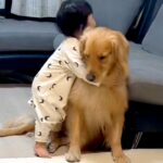 大型犬がいる家庭に『男の子が生まれた』結果→まるで『本当のお兄ちゃん』のように…尊すぎる『お世話』が154万再生「優しいね」「泣きそう」(ブログ)