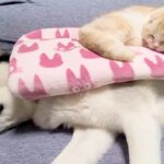 ハスキー犬の上で寝ている猫→犬が『特大のオナラ』をした結果…芸人顔負けな『コントのような光景』に8万いいね「笑ったｗ」「ループで見てる」(ブログ)