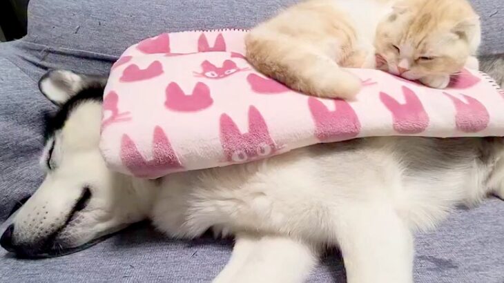 ハスキー犬の上で寝ている猫→犬が『特大のオナラ』をした結果…芸人顔負けな『コントのような光景』に8万いいね「笑ったｗ」「ループで見てる」(ブログ)