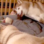 向かい合って寝転ぶ大型犬の親子→突然『お喋りを始めた』と思ったら…想像以上に『騒がしい光景』に9万いいね「ほぼ叫び声で草」「工事現場ｗ」(ブログ)