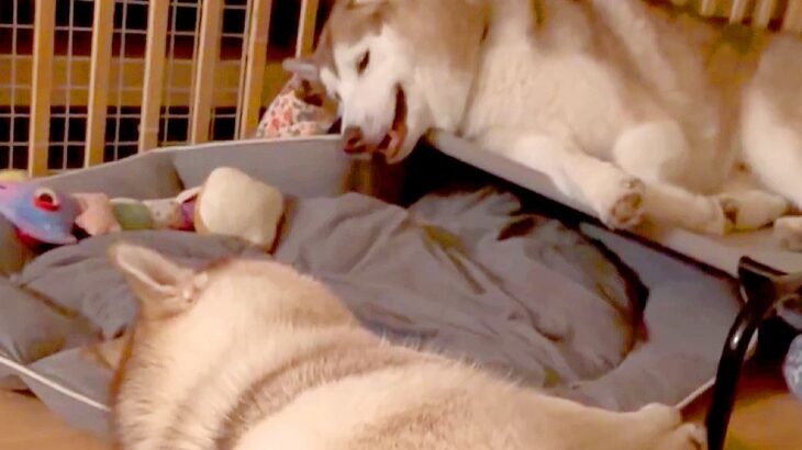 向かい合って寝転ぶ大型犬の親子→突然『お喋りを始めた』と思ったら…想像以上に『騒がしい光景』に9万いいね「ほぼ叫び声で草」「工事現場ｗ」(ブログ)
