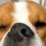窓際で爆睡する犬→『可愛く寝ているかな』と撮影した結果…思わず二度見してしまう『衝撃の寝顔』が15万再生「研ナオコで草」「お口がｗｗ」(ブログ)