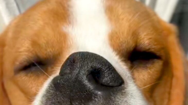 窓際で爆睡する犬→『可愛く寝ているかな』と撮影した結果…思わず二度見してしまう『衝撃の寝顔』が15万再生「研ナオコで草」「お口がｗｗ」(ブログ)