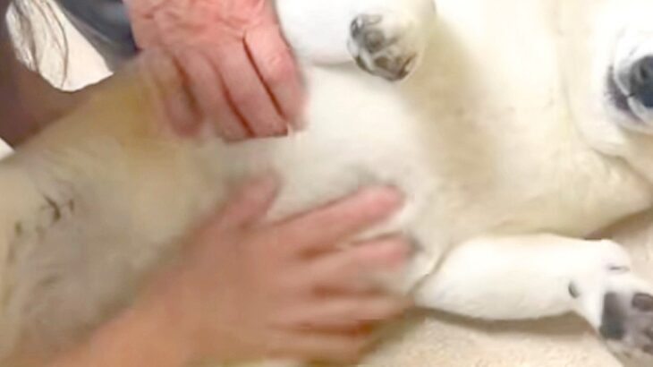 動物病院にやってきた犬→診察室で『先生』を見た途端…あまりにも愛おしい『態度と表情』が17万再生「想像以上にデレデレ」「幸せそうｗ」(ブログ)