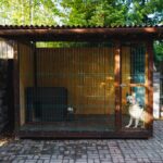 犬を『外飼いしてはいけない』理由6選　起こり得るトラブルや室内飼いのメリットまで(ブログ)