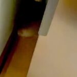 赤ちゃん犬が『叱られてしまった』結果→冷蔵庫の横に隠れてしまい…『14センチの隙間でいじける光景』が愛おしすぎると反響「めっちゃ可愛い」(ブログ)