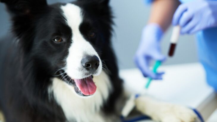 犬の輸血ってどの犬からもできるの？犬の輸血不適合の発生頻度【獣医師執筆】(ブログ)