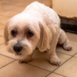 犬にトラウマを植え付ける『絶対NG行為』５選　一生消えない精神的ダメージを与えてしまうことも…(ブログ)
