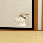 押入れの戸を破壊した犬→『うそでしょー』と思っていたら、穴から…『怒るに怒れない光景』に爆笑「卵から生まれた感ｗｗ」「え、かわいい」(ブログ)
